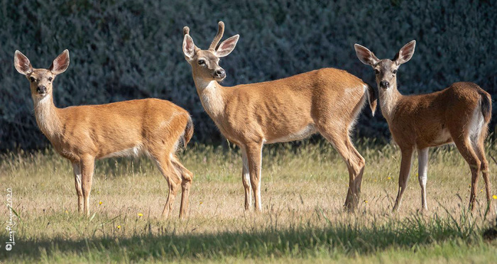 3deerLW