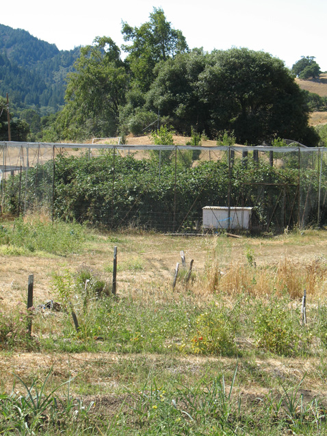 BlackberryMaze1