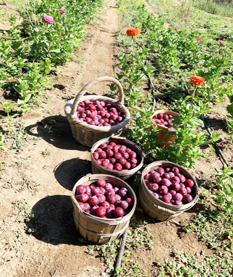 BlueMeadowFarm