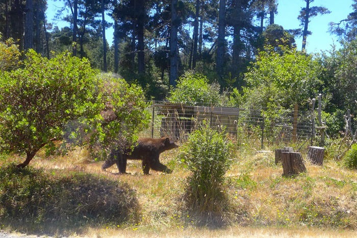 DWbear2