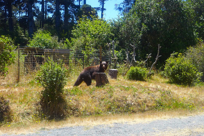 DWbear3