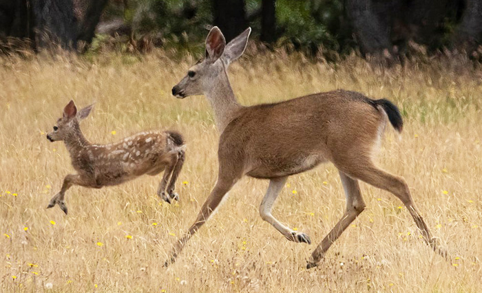 DeerSeasonLW