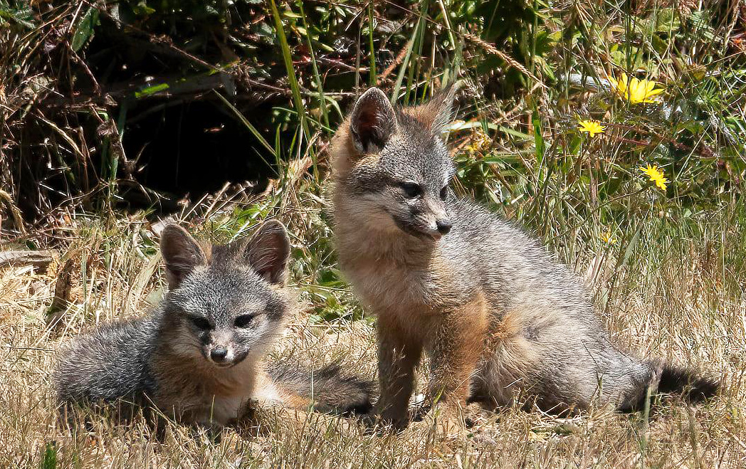 FoxKits3LW