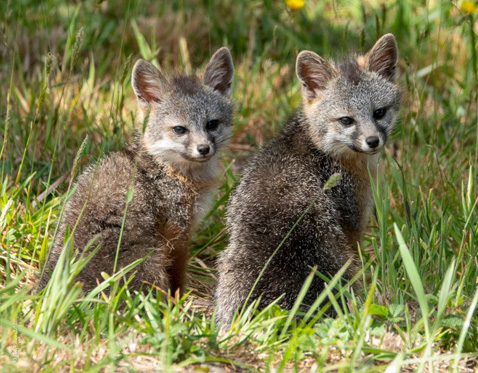 FoxKitsLW