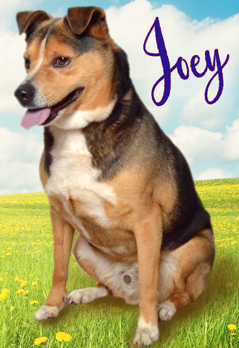PetOfWeekJoey