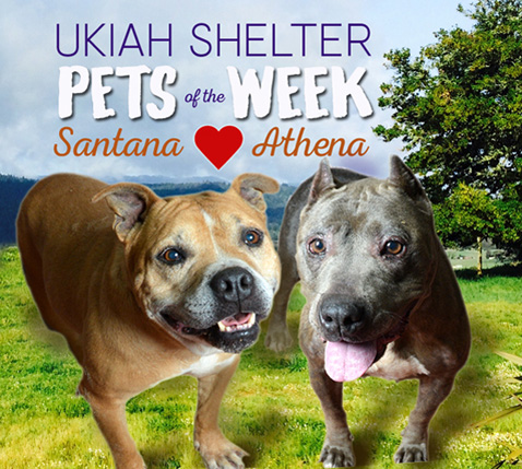 PetsOfWeekathena