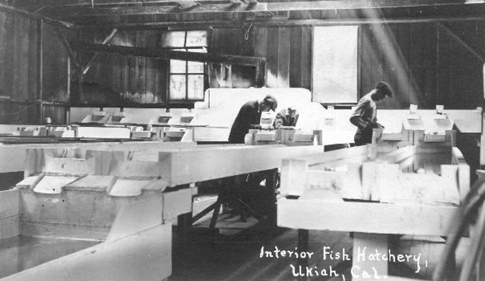 UkiahFishHatchery