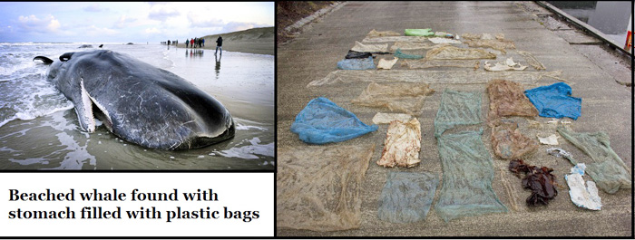 BeachedWhale&StomachContents