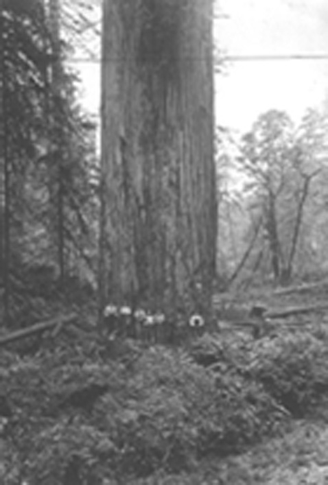 CoastalRedwood