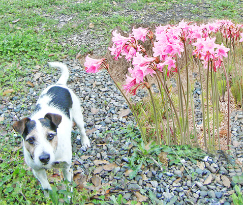 DogWithPinkLadies