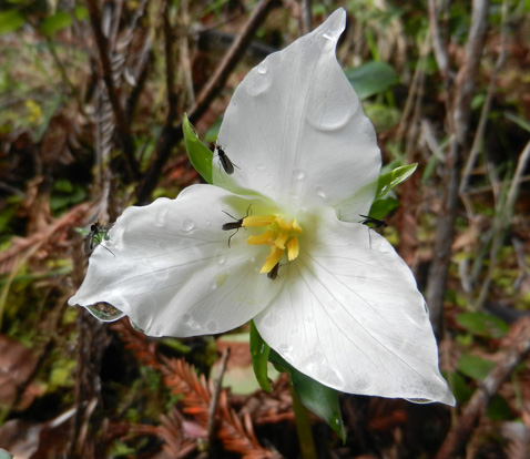 HendyWoodsFlower