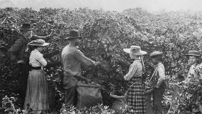 HopPickers1900s