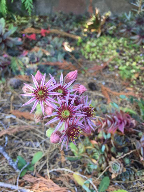 MorningFlowersSkipTaube