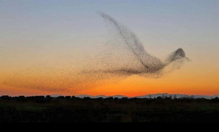 Murmuration