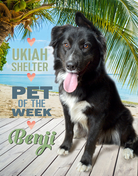 PetOfWeekBenji