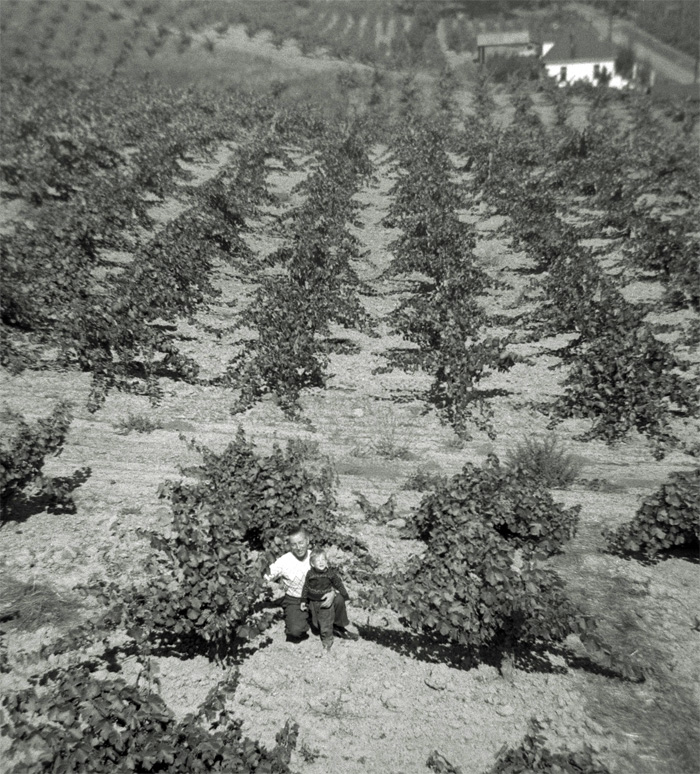 Calpella1950