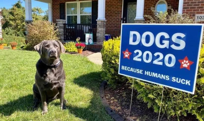 Dogs2020