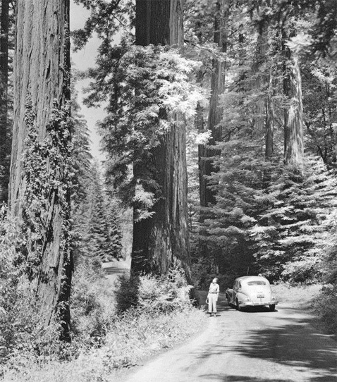 FlynnCreek-Hwy1-1942