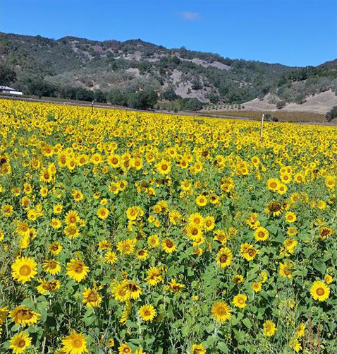 HoplandSunflowers