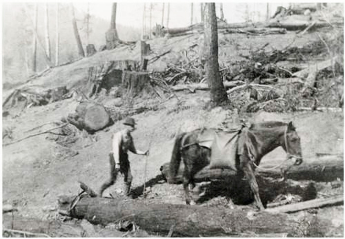 HorseHaulingWater