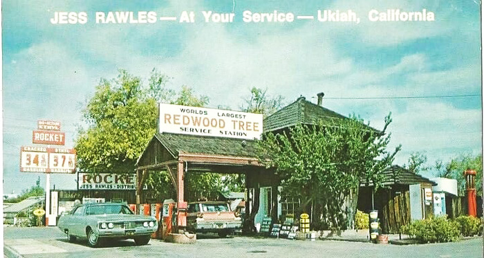 JessRawlesRedwoodTreeUkiah