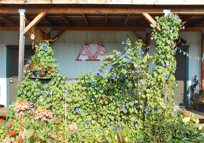 MorningGlories