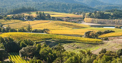 NavarroVineyards
