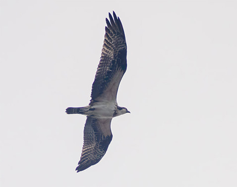 OspreyLW