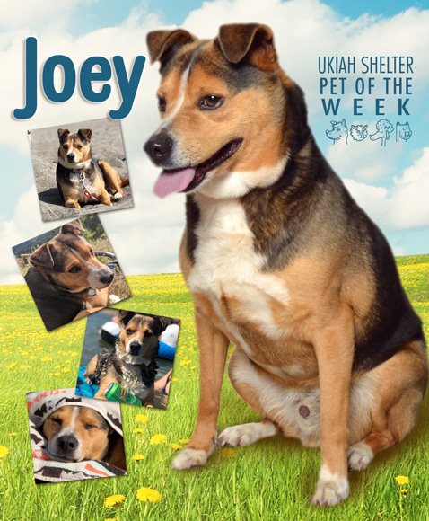 PetOfWeekJoey