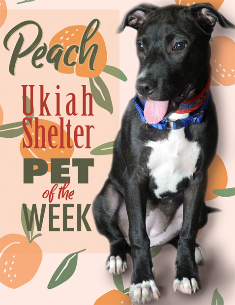PetOfWeekPeach