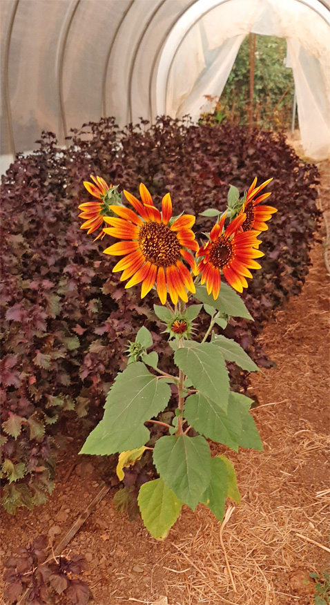 PetitTetonSunflowers2
