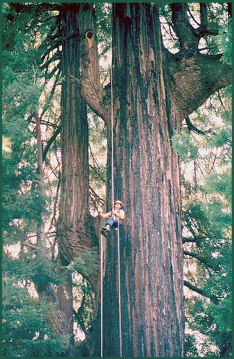 RedwoodBigRiver2