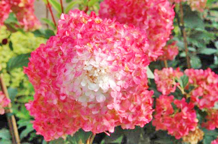 StrawberryVanillaHydrangeas