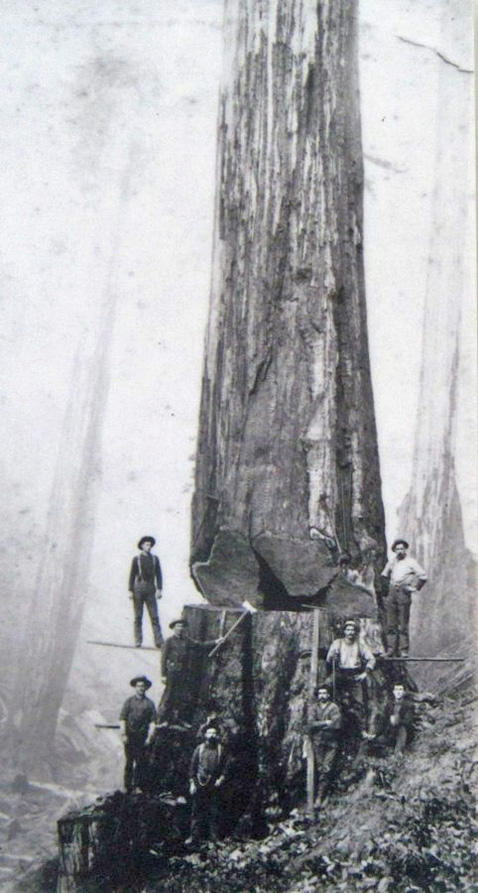UndercuttingRedwood