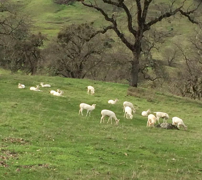 WhiteDeerHerdWillits