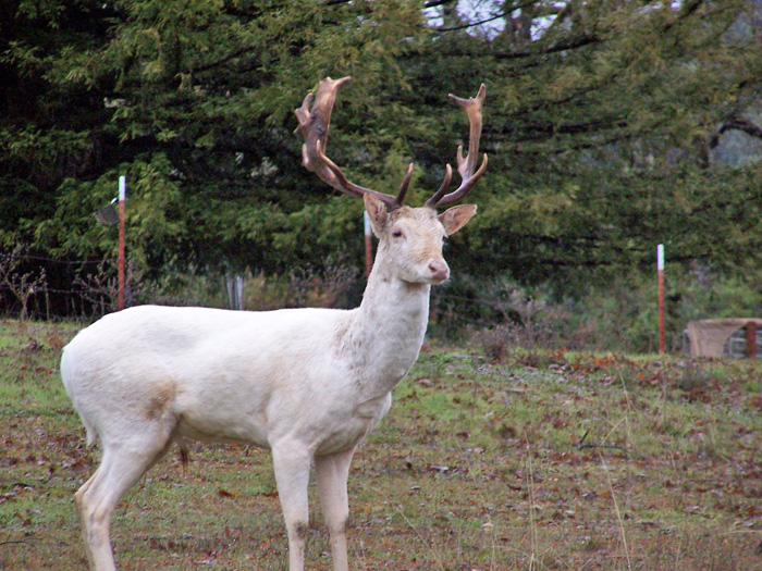 WhiteDeerWillits