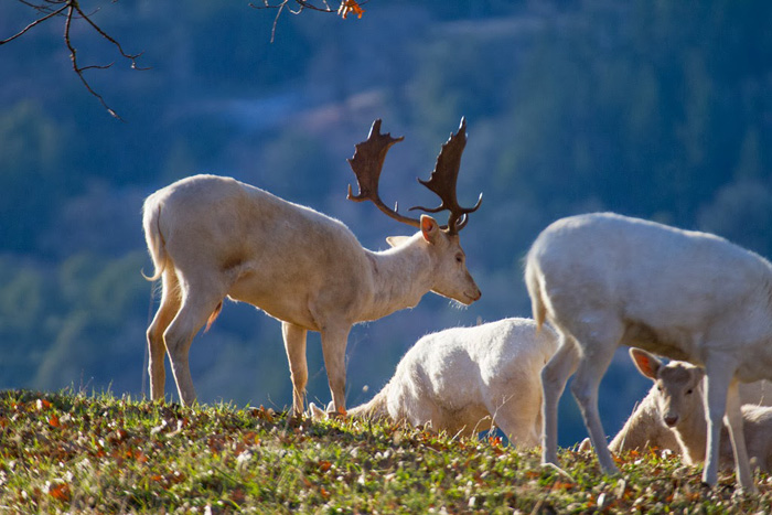 WhiteDeerWillits2