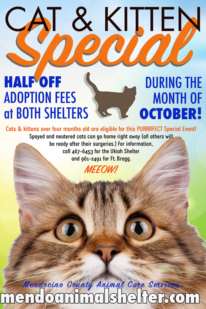 CatSaleOct20202