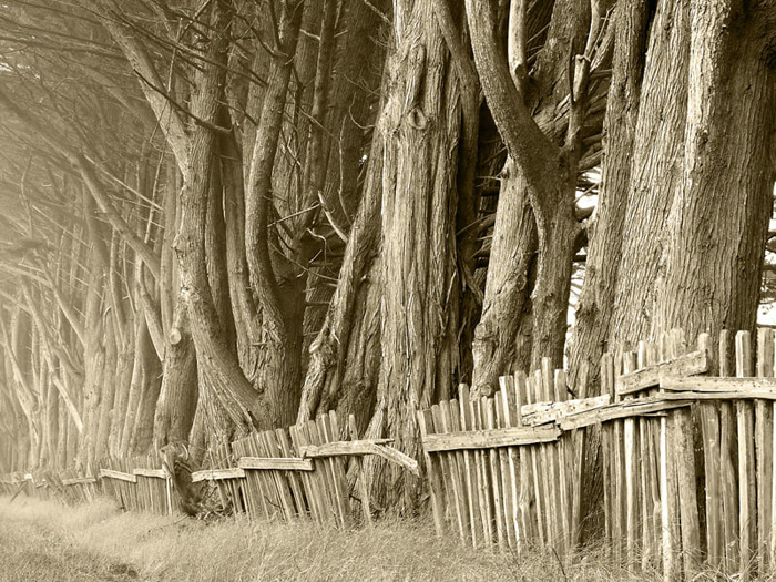 CoastTrees