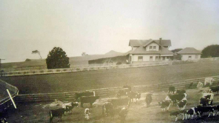 CowsOnGrayDay