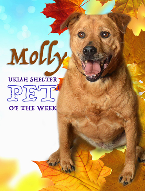 Molly-POW1