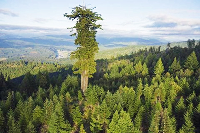 RedwoodSurvivor